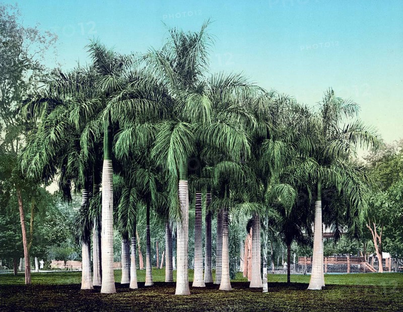 Cairo, Egypt, Sago palms at Esbekieh Garden, 1890, Historic, digitally restored reproduction from a 19th century original Cairo, Egypt, Sago palms at Esbekieh Garden, Historic, digitally restored reproduction from a 19th century original, Africa