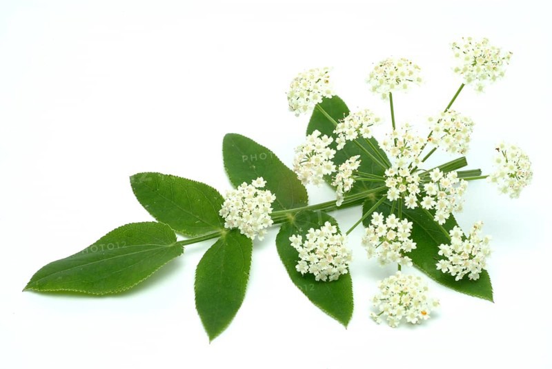 Vegetable, plant, food, agriculture, horticulture, flower and leaf of the sugar root, Sisum sisarum, Sium, Skirret, ancient useful plant that was cultivated in Central Europe in the past, when sugar was still rare and expensive, because of its sweet root flesh
