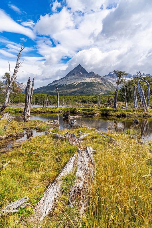 Swamp and dead trees on the way to Laguna Esmeralda, Tierra del Fuego Island, Patagonia, Argentina, South America