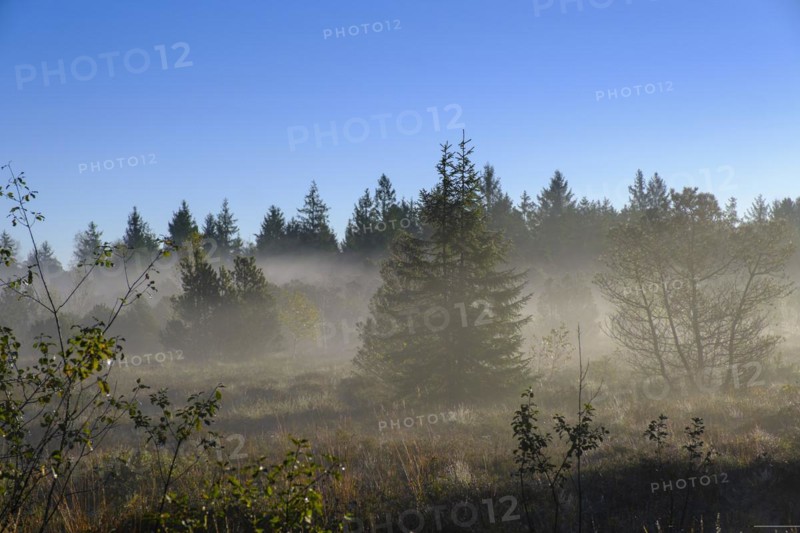 Sunrise with fog, in the Kirchsee Filzen, Kirchseemoor, near Sachsenkam, Tölzer Land, Alpine foothills, Upper Bavaria, Bavaria, Germany, Europe