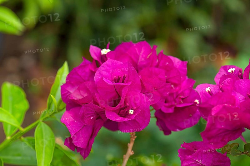 Flowering bougainvilleas (Bougainvillea), Botanical Garden, Erlangen, Middle Franconia, Bavaria, Germany, Europe