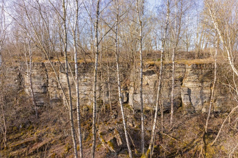 Rock face at an old disused limestone quarry with growing birch trees