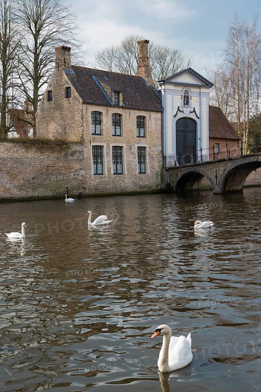 Swan on the Minnewater, city trip, UNESCO, religious, religion, old town, West Flanders, Flanders, Middle Ages, trading metropolis, textile industry, tourism, travel, history, culture, idyllic, monastery, nuns, beguinage, Bruges, Belgium, Europe