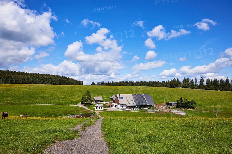 Path to a small farmstead in a landscape with meadows and forest under a blue sky with cumulus clouds in Furtwangen im Black Forest, Black Forest, Black Forest-Baar-Kreis, Baden-Württemberg, Germany, Europe