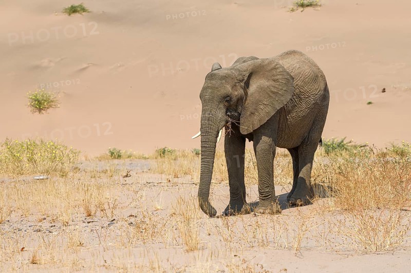 Desert elephant (Loxodonta africana) in front of a dune in the Huab dry river, Damaraland, Kunene region, Namibia, Africa