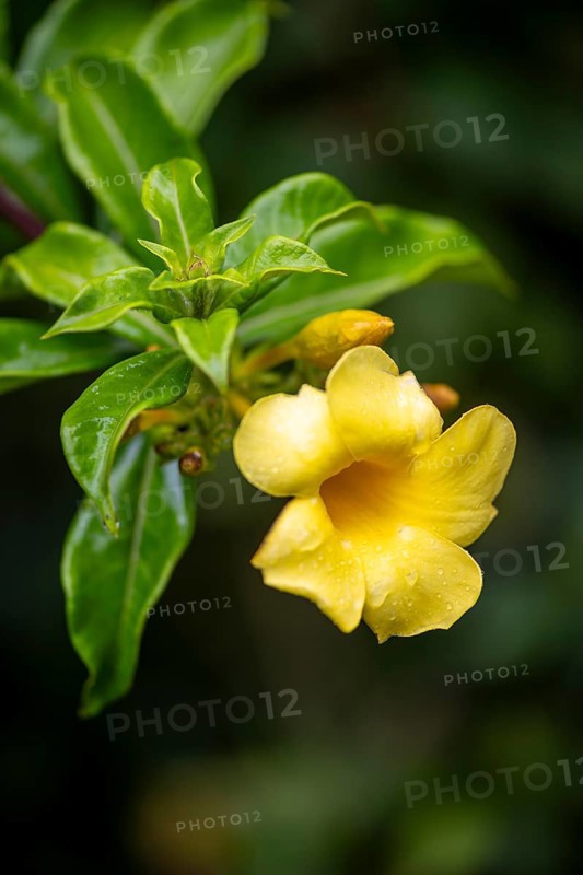 Yellow flower of a jungle bell or golden trumpet (Allamanda cathartica), Alajuela province, Costa Rica, Central America