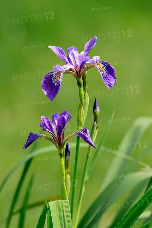American marsh iris (Iris versicolor), flower, in bloom, at a pond, Ellerstadt, Germany, Europe