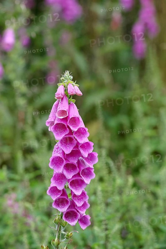 Common foxglove (Digitalis purpurea), flowers, close-up, from the plantain family, highly toxic, deadly poisonous plant, Wilnsdorf, North Rhine-Westphalia, Germany, Europe