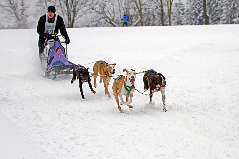 Sled dog race, Winterberg, Sauerland, North Rhine-Westphalia, Germany, snowy landscape, sled dogs, Europe