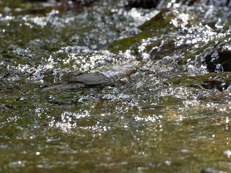 Common Dipper (Cinclus cinclus), adult bird walking through shallow water in a hill stream, with its head under the water, foraging for food, Hesse, Germany, Europe