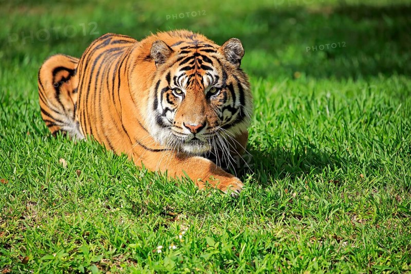 Sumatran Tiger (Panthera tigris sumatrae), adult male alert, Sumatra