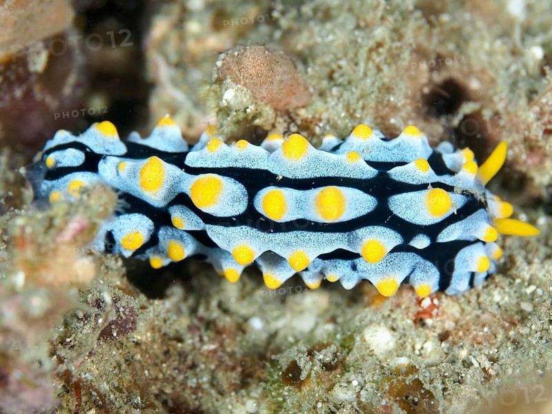 A blue and yellow nudibranch with distinctive patterns, Adriate wart slug (Phyllidia varicosa), on a substrate in the sea. Dive site Prapat, Penyapangan, Bali, Indonesia, Asia