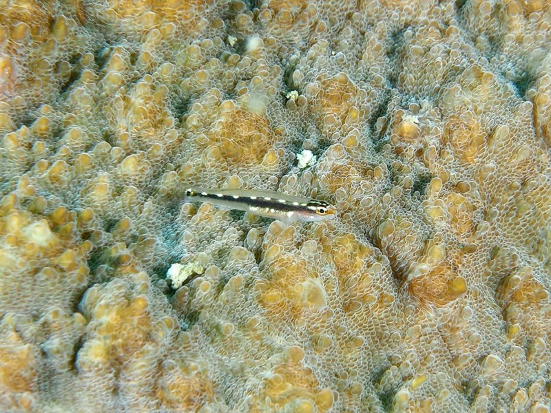 A small fish, yellow spotted dwarf goby (Eviota sebreei) on a stony coral, dive site Sweet Reef, Penyapangan, Bali, Indonesia, Asia