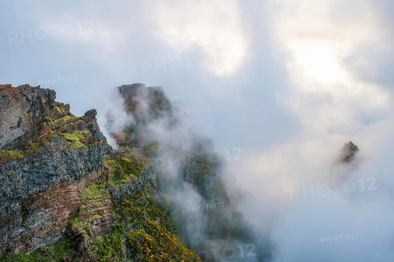 A mountain covered in fog and clouds with blooming Cytisus shrubs. Near Pico de Arieiro, Madeira island, Portugal, Europe