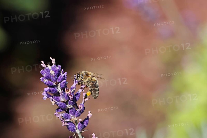 European honey bee (Apis mellifera), collecting nectar from a flower of lavender (Lavandula angustifolia), close-up, macro shot, bokeh in background, Wilnsdorf, North Rhine-Westphalia, Germany, Europe
