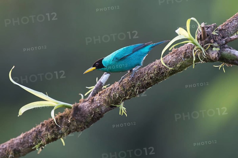 Caped Sunbird (Chlorophanes spiza), Costa Rica, Central America