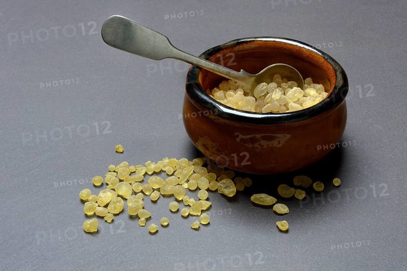 Mastic, resin from the mastic pistachio tree, Pistacia lentiscus, mastic resin in shells