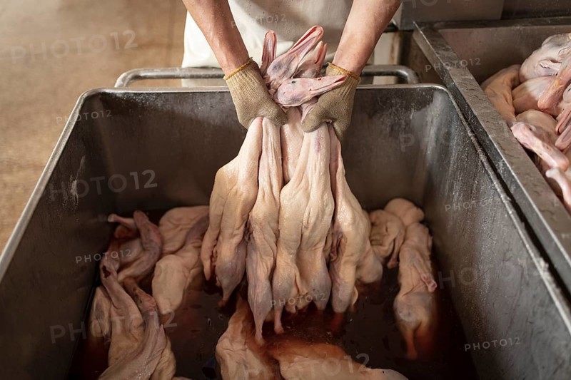 Production of salted ducks factory Nan Jing Ying Tao Yo Co. Ltd., for consumption in restaurants but also for sale as durable products as souvenirs, the frozen ducks come from the duck farms, are salted, brined, dried and scalded, Nanjing, China, Asia
