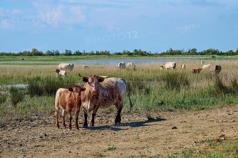 Cows and calves, Longhorn and Spanish cattle, standing in a pasture near a body of water under a blue sky, summer, Mas d'Agon, Arles, Camargue, France, Europe