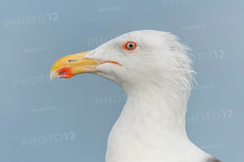 Lesser Black-backed Gull (Larus fuscus) portrait in a harbour on the Atlantic coast. Camaret, Crozon, Finistere, Brittany, France, Europe