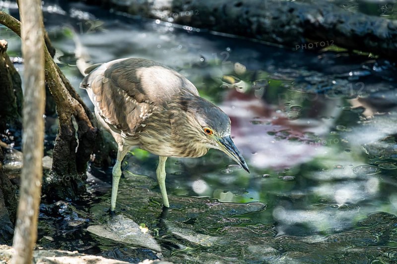 Black crowned night heron (Nycticorax nycticorax), Aviario Nacional de Colombia, Via Baru, Province of Cartagena, Bolivar, Colombia, South America