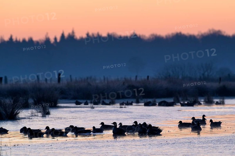 White-fronted Goose (Anser albifrons), at roost, in front of sunrise, dusk, morning, Dingdener Heide Nature Reserve, North Rhine-Westphalia, Germany, Europe