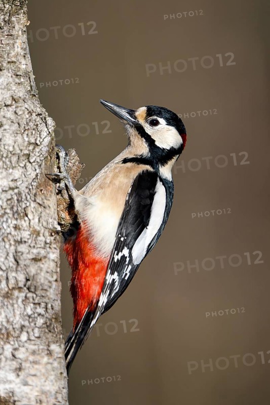 Great spotted woodpecker (Dendrocopos major), male, Dingdener Heide nature reserve, North Rhine-Westphalia, Germany, Europe