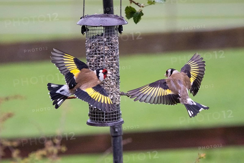 European Goldfinch (Carduelis carduelis), two adult birds fighting and squabbling over food, at bird feeding station, Hesse, Germany, Europe