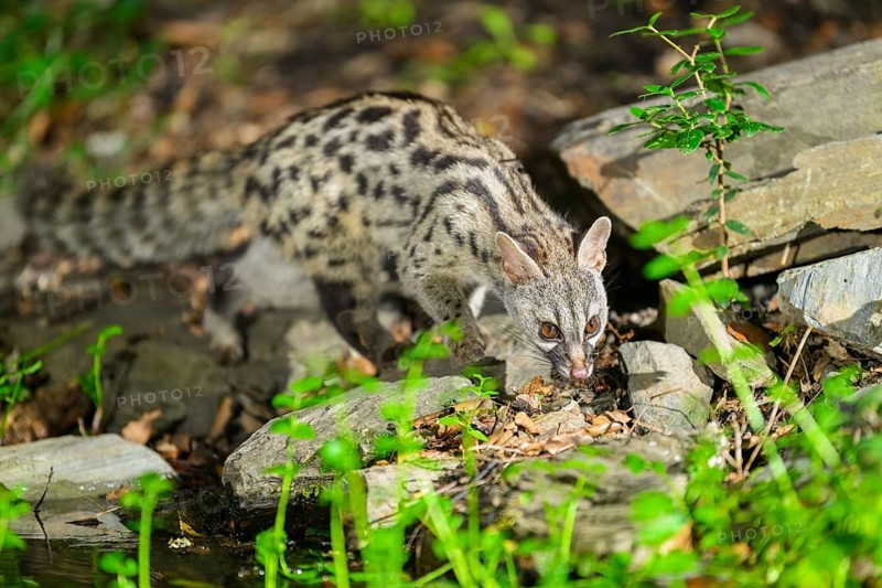 Common genet (Genetta genetta), wildlife in a forest, Montseny National Park, Catalonia, Spain, Europe