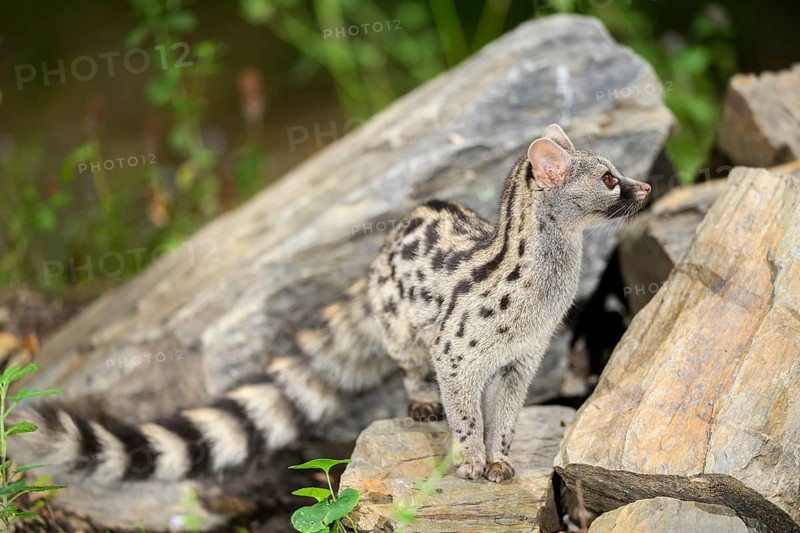 Common genet (Genetta genetta), wildlife in a forest, Montseny National Park, Catalonia, Spain, Europe