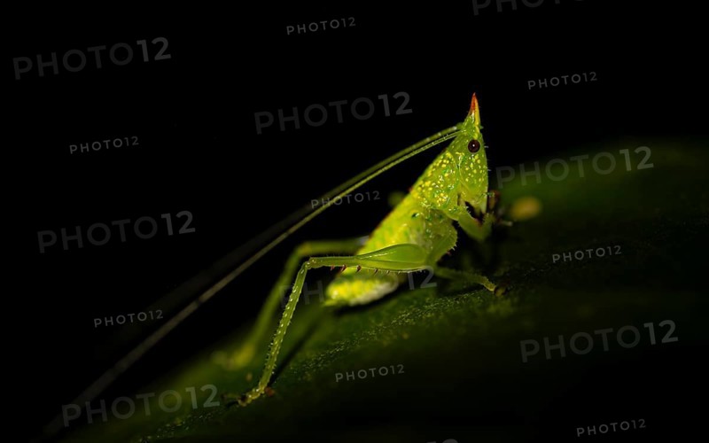 Green locust with horn, night, Costa Rica, Central America