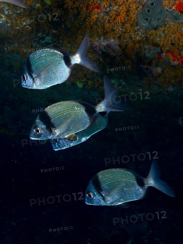 Four two-banded bream (Diplodus vulgaris) swimming in a dark underwater scene, dive site L'anse aux blés, Giens peninsula, Provence Alpes Côte d'Azur, France, Europe