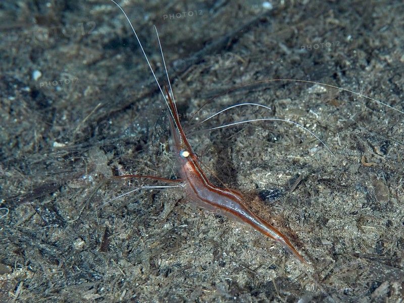 A reddish-brown shrimp with long antennae, unicorn shrimp (Plesionika narval), on the seabed in the Mediterranean near Hyères. Dive site Les Grottes, Giens peninsula, Provence Alpes Côte d'Azur, France, Europe