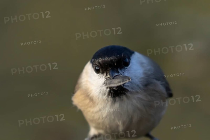 Marsh tit (Poecile palustris) adult bird with a sunflower seed in its beak, England, United Kingdom, Europe