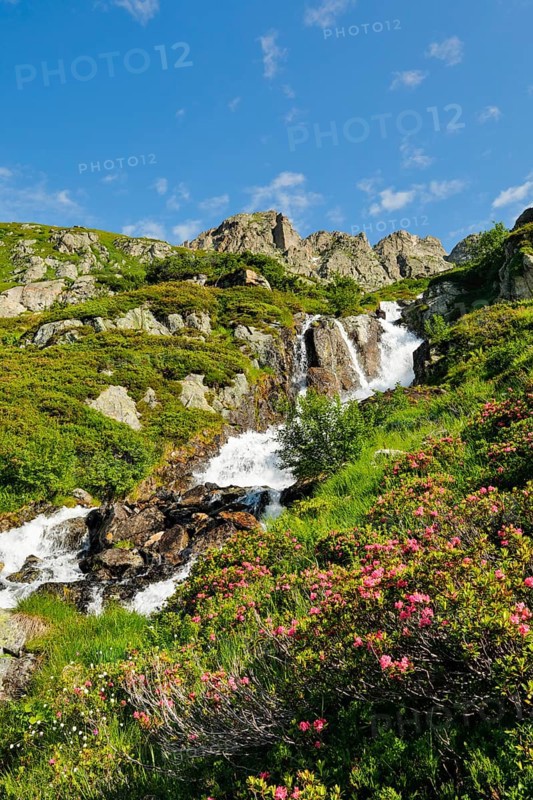 Alpine Wysse stream plunges over boulders into the depths, blooming alpine roses in the foreground, Canton of Bern, Switzerland, Europe