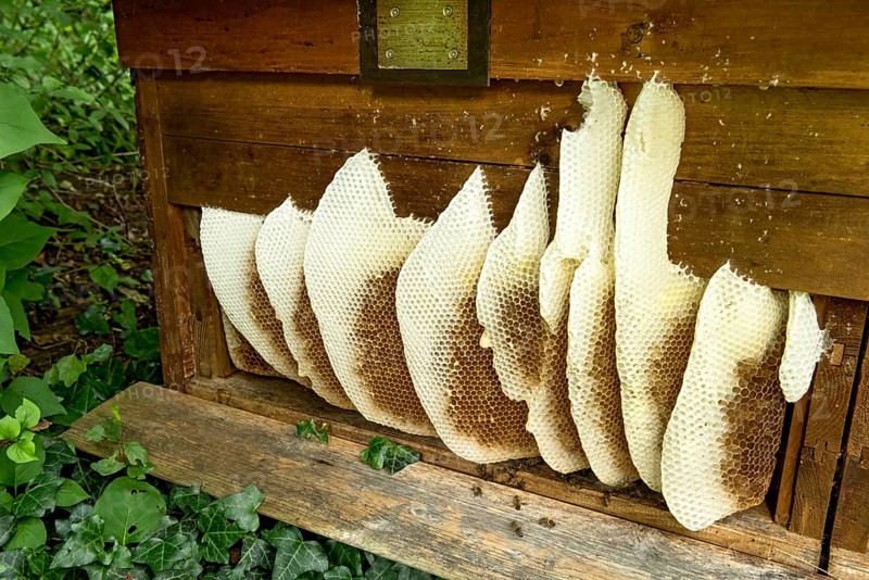 Honeycomb abandoned by colony, honeycomb, wild natural burrow on outside of hive, light-coloured beeswax, dark-coloured cells for brood, rearing and pollen storage, Western European honeybee (Apis mellifera), Nidda, Wetterau, Hesse, Germany, Europe