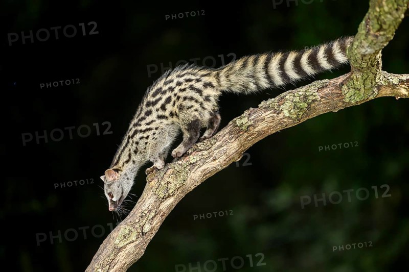 Common genet (Genetta genetta), climbing on a tree wildlife in a forest, Montseny National Park, Catalonia, Spain, Europe
