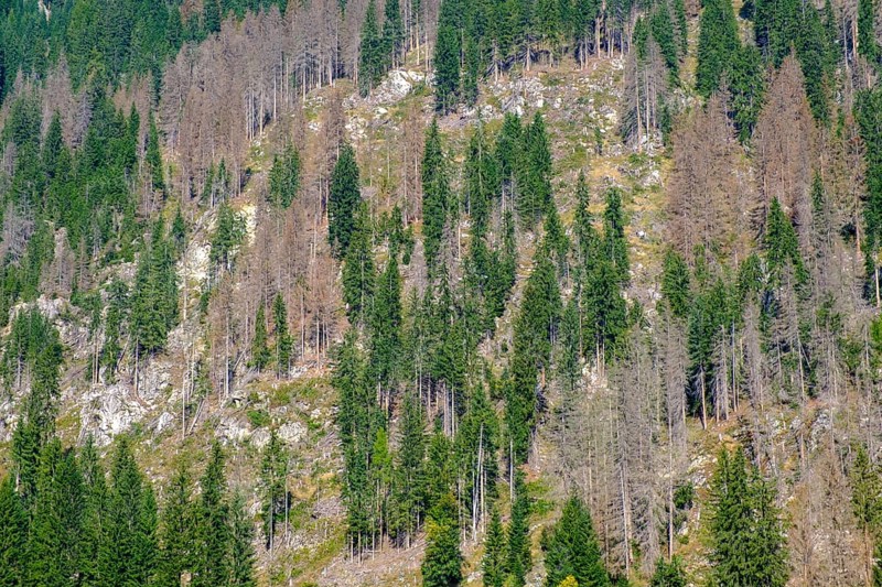 Damaged mountain forest, book printer, broken forest, tree damage, drought in the forests, near St. Jakob im Defereggental, East Tyrol, Austria, Europe