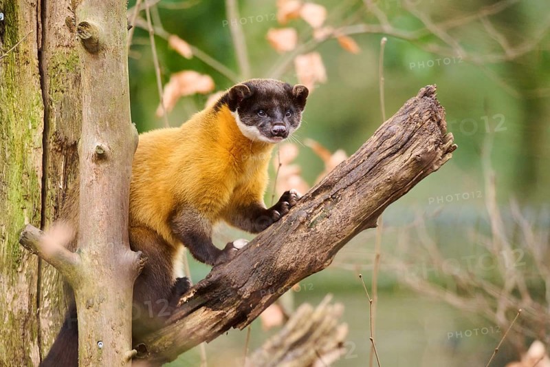 Yellow-throated marten (Martes flavigula) on a branch, Germany, Europe