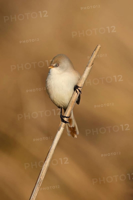 Bearded Tit (Panurus biarmicus), female on reeds, Klingnauer Stausee, Canton Aargau, Switzerland, Europe