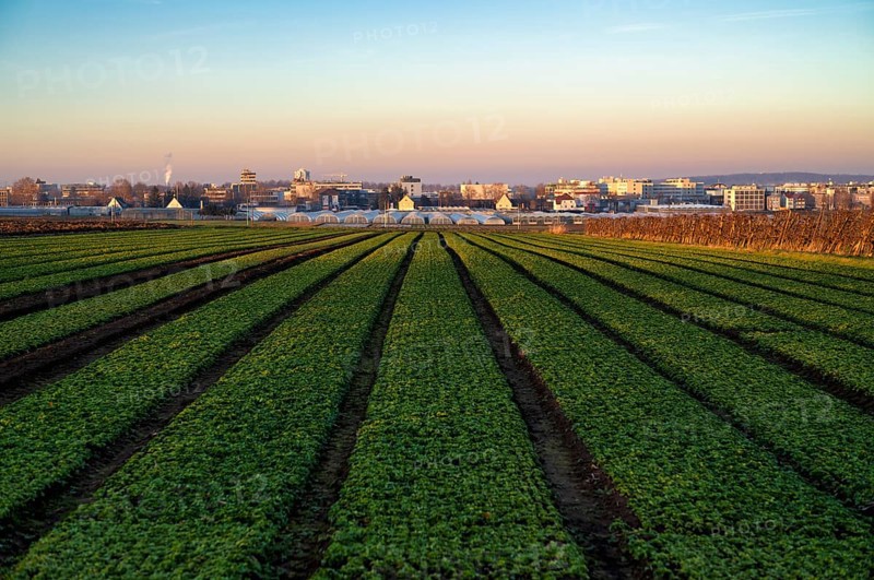 Agriculture cultivation of field lettuce, lamb's lettuce, on field, winter field, vegetables, agriculture, agribusiness, behind Fellbach, Baden-Württemberg, Germany, Europe