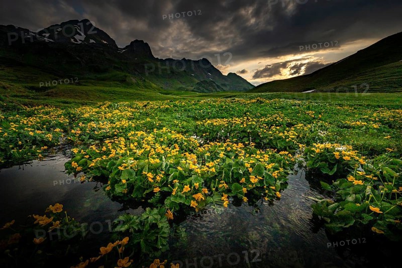 Summit in the morning light with dramatic clouds and marsh marigolds (Caltha) with stream in the foreground, Lech, Lechquellengebirge, Vorarlberg, Austria, Europe