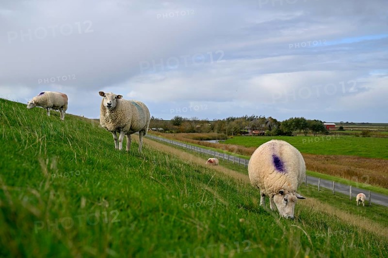 Sheep on a dyke, Pellworm Island, Schleswig-Holstein Wadden Sea National Park, North Frisia, Germany, Europe