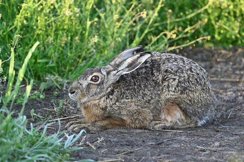 European hare (Lepus europaeus), in the Sasse, Lake Neusiedl National Park, Seewinkel, Burgenland, Austria, Europe
