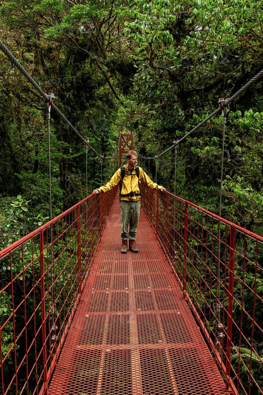 Young man, tourist on red suspension bridge between the treetops in the rainforest, Monteverde Cloud Forest, Monte Verde, Puntarenas Province, Costa Rica, Central America