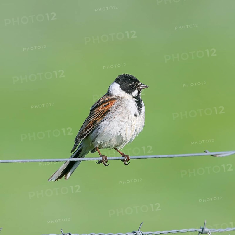 Reed bunting (Emberiza schoeniclus) male sitting on a wire fence, songbird, wildlife, Ochsenmoor, Naturpark Dümmer See, Hüde, Lower Saxony, Germany, Europe