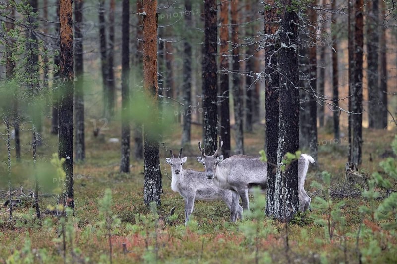 Reindeer (Rangifer tarandus) in the forest, Lapland, Finland, Europe
