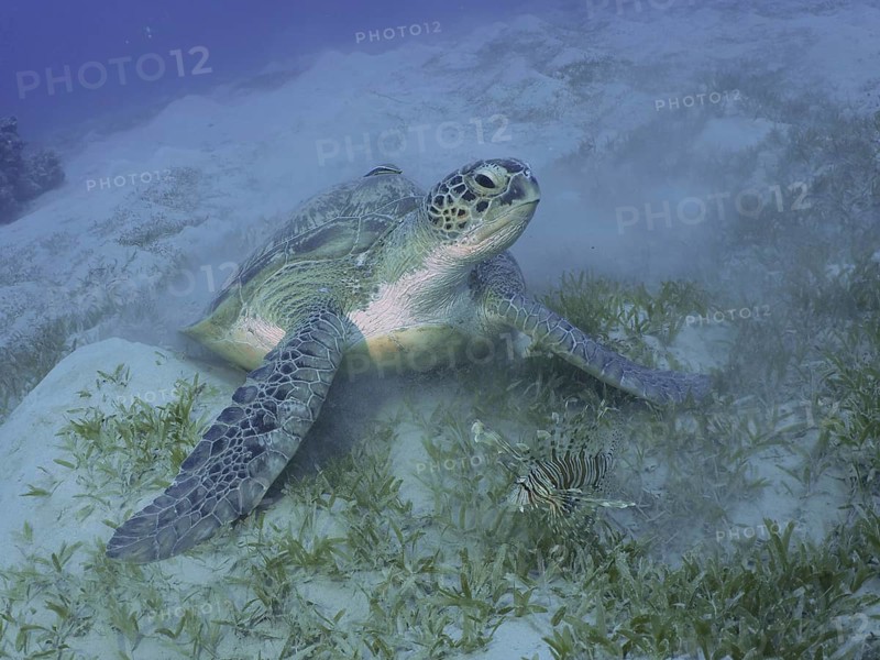 A Green turtle (Chelonia mydas) lying on the seabed, surrounded by seagrass, dive site House Reef, Mangrove Bay, El Quesir, Red Sea, Egypt, Africa