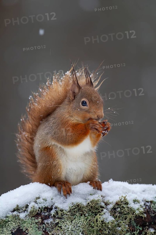 Red squirrel (Sciurus vulgaris) adult animal feeding on a nut on a tree branch covered in snow in winter, Scotland, United Kingdom, Europe