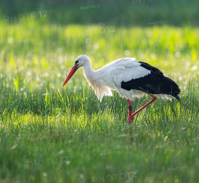 White stork (Ciconia ciconia) foraging in a meadow, spider threads on the grass, Lower Saxony, Germany, Europe